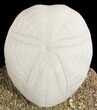 Fossil Sea Urchins (Eupatagus) Composite Sculpture - Florida #50984-4